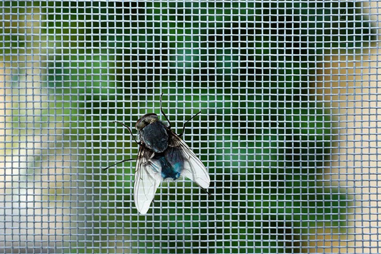 Pantalla de insectos